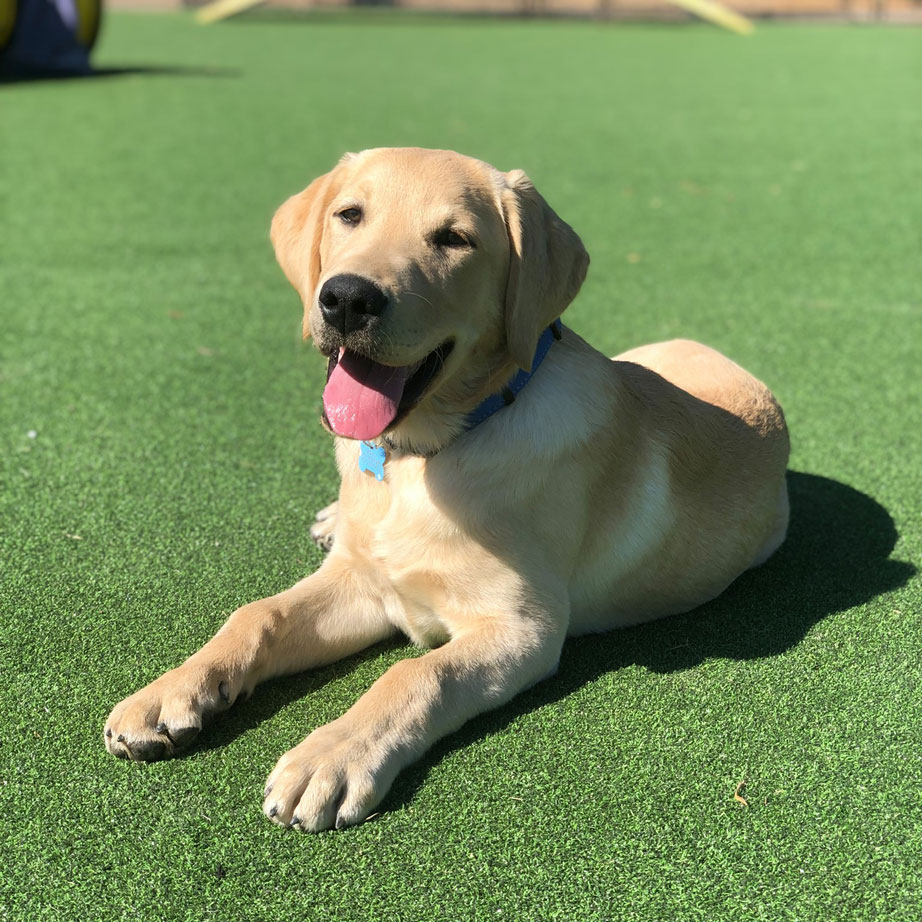 Puppy on our Performance Putt artificial grass