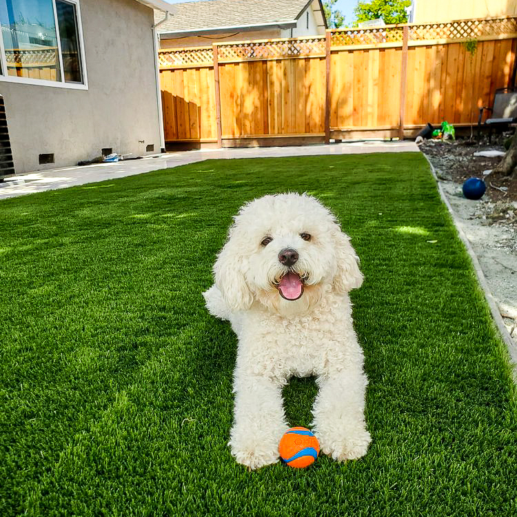 Happy pup on our artificial grass, Professional Play.