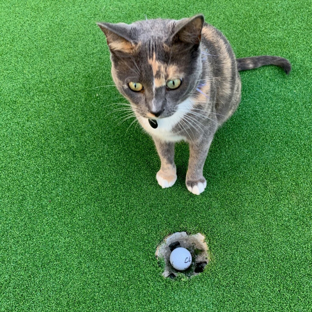 Artificial grass, Putt-60-Bicolor, with a cat guarding the hole