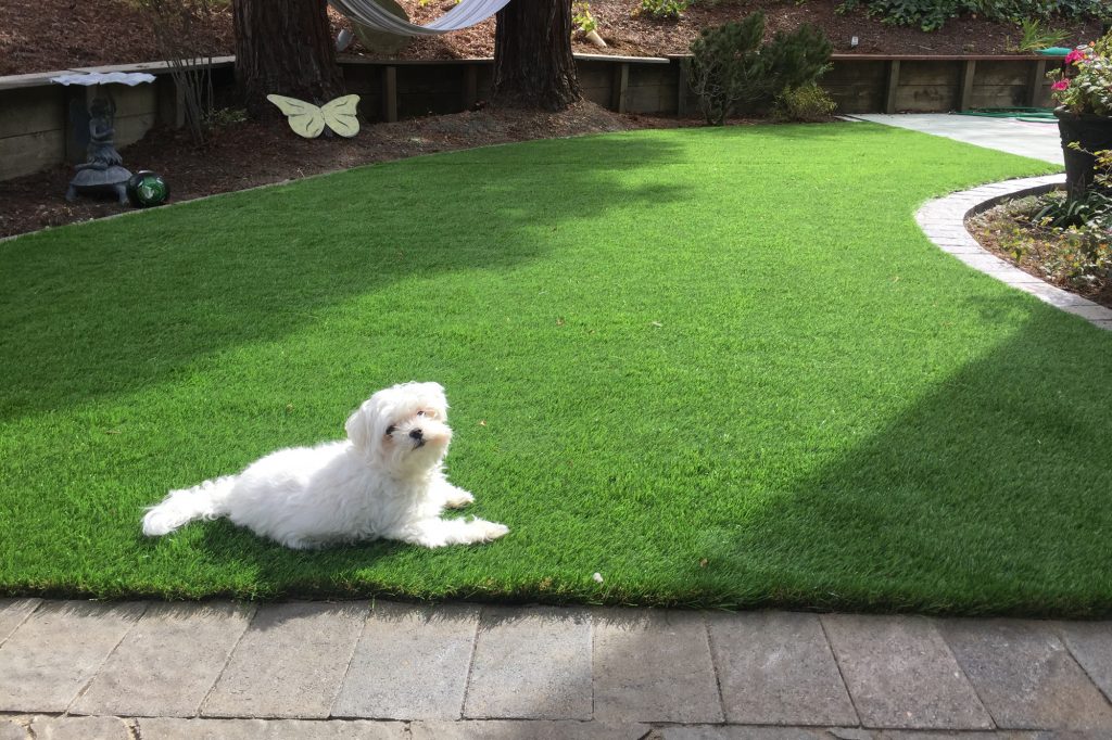 Choose pet friendly turf from our recommended artificial turf products.