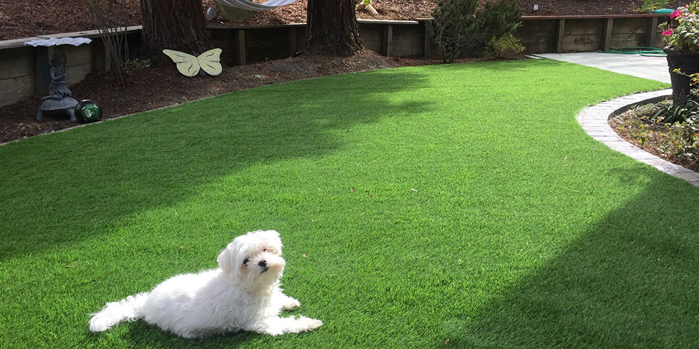 Pet grass is artificial turf for dogs and other four-legged friends